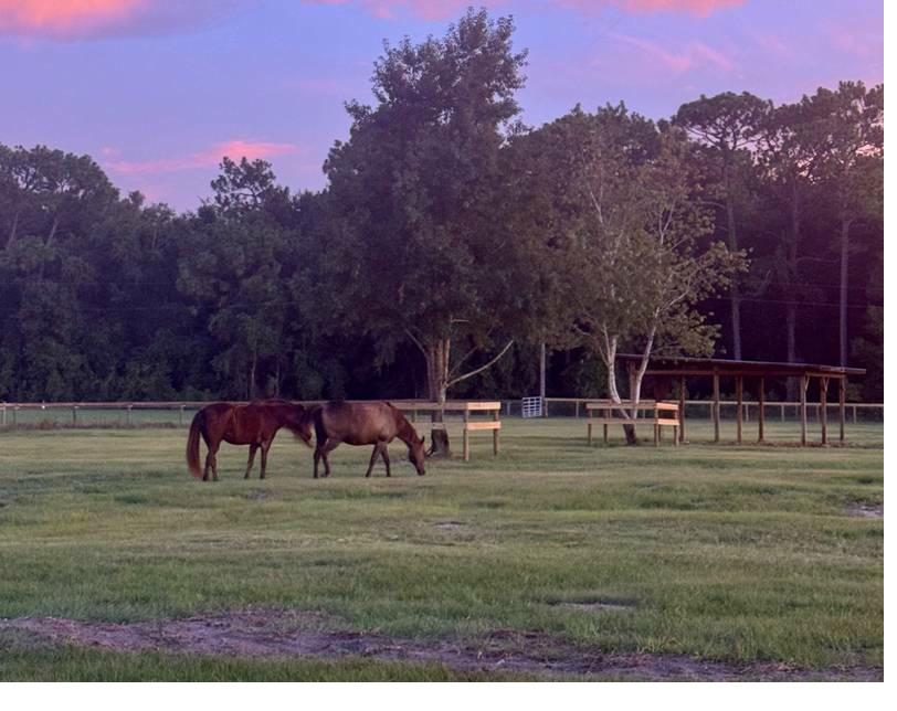 Horses grazing at sunset on the property